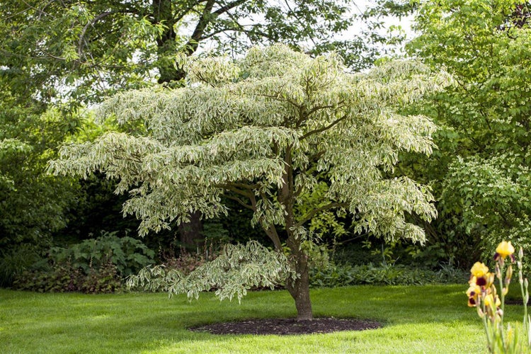 Cornus controversa 'Variegata', Etagen-Hartriegel, grün-weiß, 80–100 cm