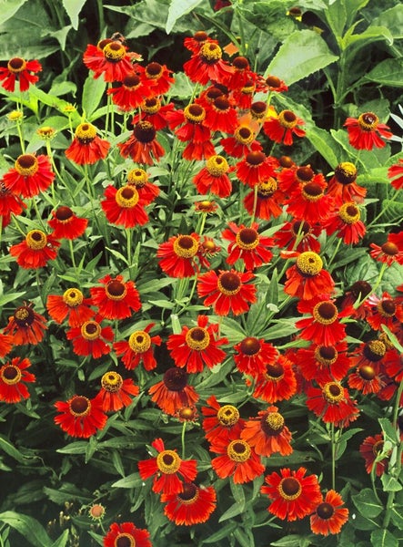 Helenium x cult.'Rubinzwerg', Sonnenbraut, rubinrot, ca. 11x11 cm Topf