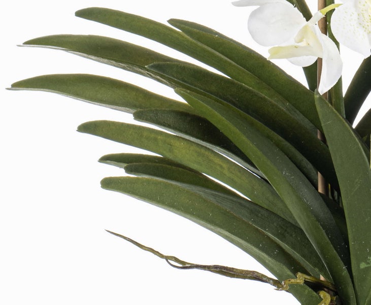 Blütenstiel eines Rittersporns mit dunkelblauen Blüten und vielen Knospen.