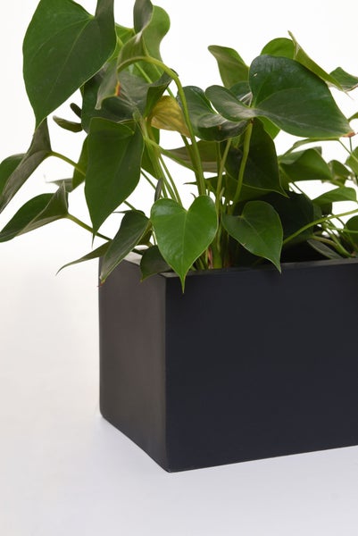 Grüne Zimmerpflanze Anthurium in schwarzem rechteckigem Pflanzkübel.