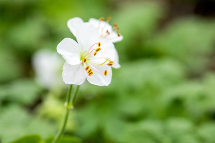 Geranium cantabrigiense 'Biokovo', Storchschnabel, weiß-rosa, ca. 12 cm Topf