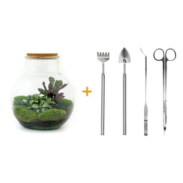 Flaschengarten Teddy DIY-Pflanzen-Terrarium 27cm hoch mit Calathea-Pflanze incl. Rechen, Schaufel, Pinzette und Schere