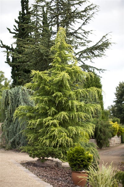 Cedrus deodara 'Golden Horizon', Himalaya-Zeder, goldgelb, 60–70 cm