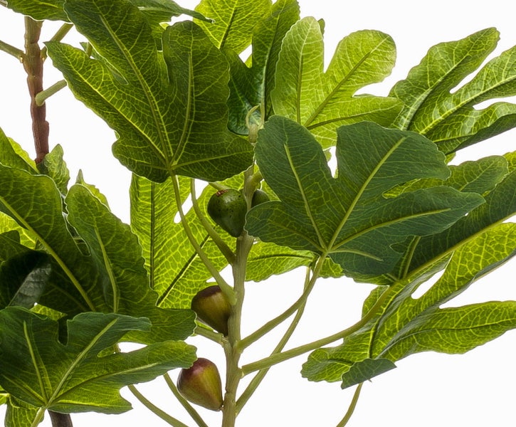 Nahaufnahme eines Feigenbaums Ficus carica mit großen grünen Blättern und kleinen Früchten an einem Ast.