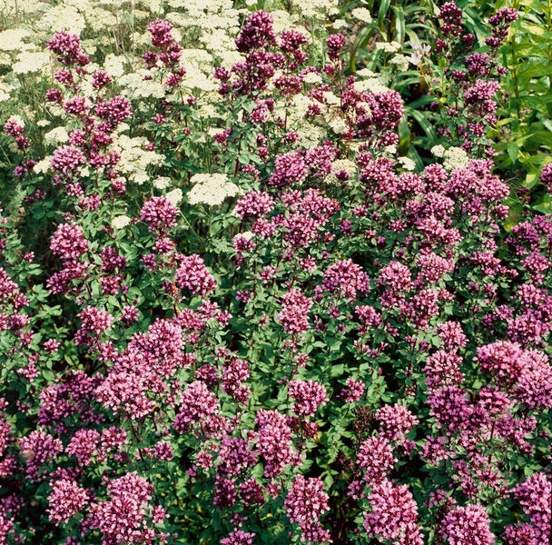 Origanum laevigatum 'Herrenhausen', Zier-Oregano, purpurrosa, ca. 9x9 cm Topf