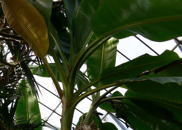 SAFLAX Garden to go - Darjeeling - Banane - Musa sikkimensis - 5 Samen - Mit Topf, Klima - Deckel und Anzuchtsubstrat