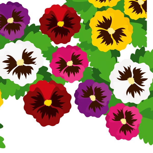 Illustration von bunten Stiefmütterchen mit grünen Blättern.