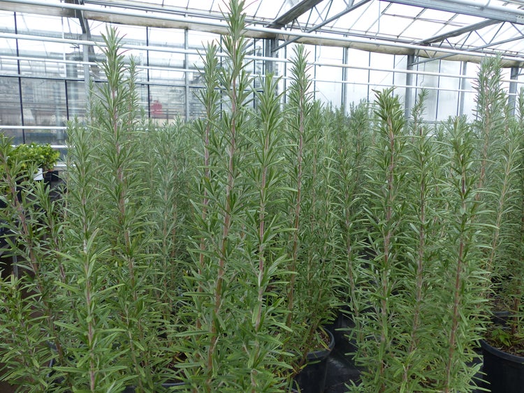 Hochwachsende Rosmarinpflanzen in schwarzen Töpfen in einem hellen, organisierten Gewächshaus.