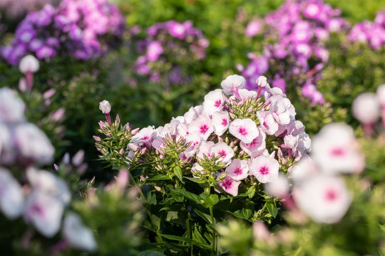 Phlox paniculata 'Kirmesländler', Flammenblume, rosa, ca. 11x11 cm Topf
