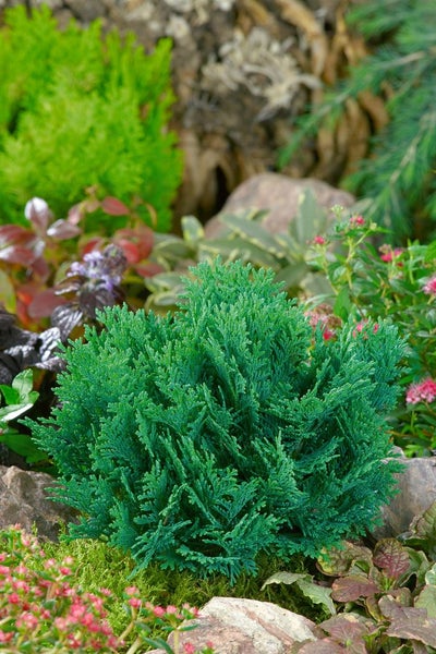 Zypresse in einem Gartenbeet, umgeben von Steinen und anderen Pflanzen.