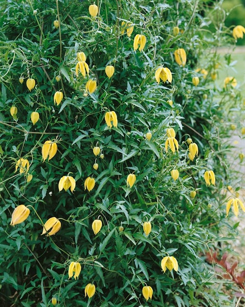 Clematis tangutica, gelbe Blüten, 100–150 cm