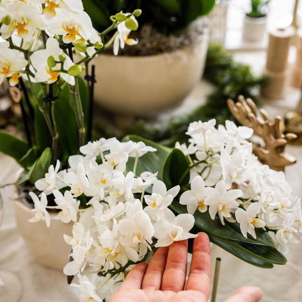Nahaufnahme von Phalaenopsis Orchideen in Töpfen