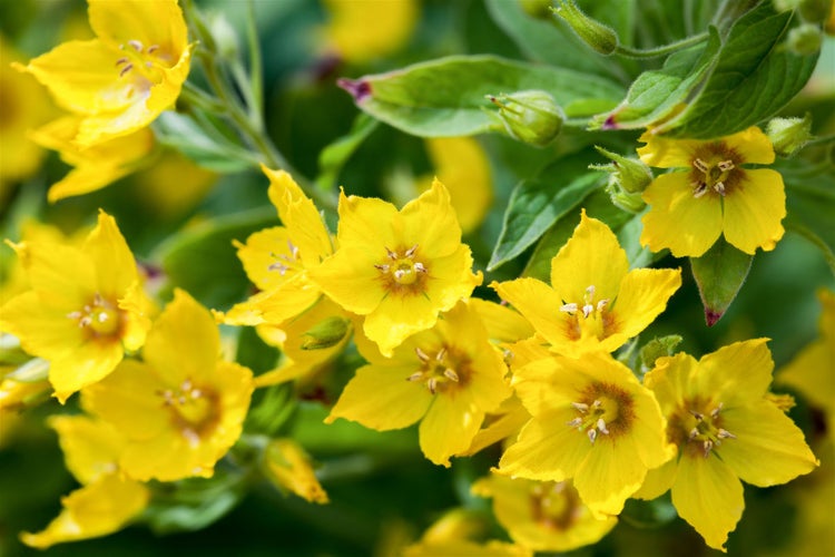 Lysimachia punctata, Goldfelberich, gelb, ca. 9x9 cm Topf