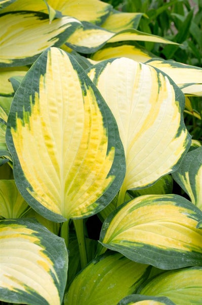 Hosta x fortunei 'Orange Marmalade', Funkie, grün-gelb, ca. 9x9 cm Topf