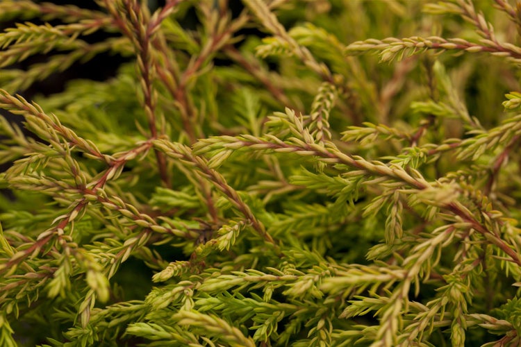 Thuja occidentalis 'Golden Tuffet', gelbgrün, 20–25 cm
