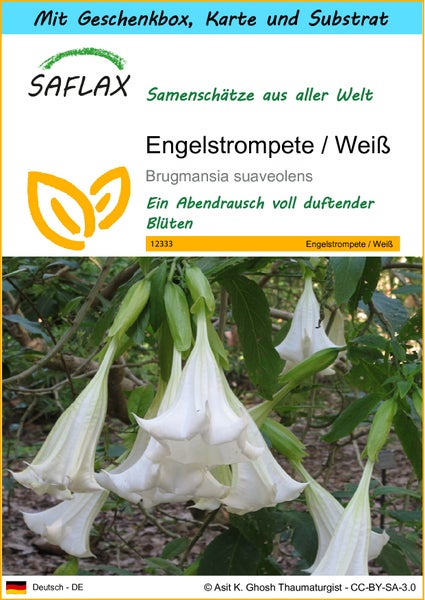 SAFLAX Geschenk Set - Engelstrompete / Weiß - Brugmansia suaveolens - 10 Samen - Mit Geschenkbox, Versandaufkleber, Geschenkkarte und Anzuchtsubstrat