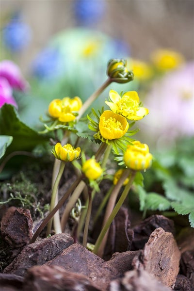 Eranthis hyemalis, Winterling, gelb, ca. 9x9 cm Topf