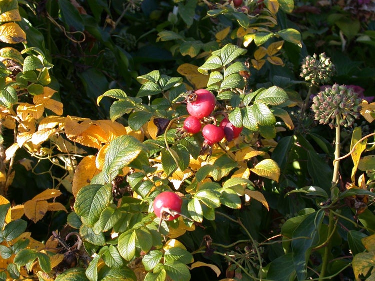 Rosa rugosa, Apfelrose, pink, 30–40 cm