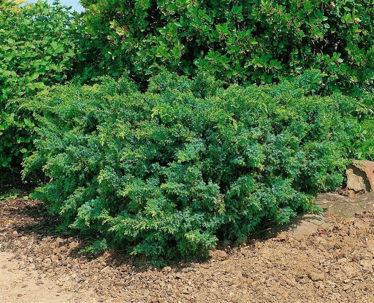 Juniperus squamata 'Holger', Blauer Zwergwacholder, 50–60 cm