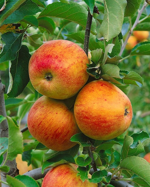 Malus 'Jonagold', Apfelbaum, 40 cm Stammhöhe