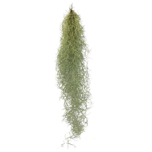 Exotenherz Feenhaar Louisiana-Moos Tillandsia usneoides hängende Tillandsie ca. 30-40cm lang pflegeleicht