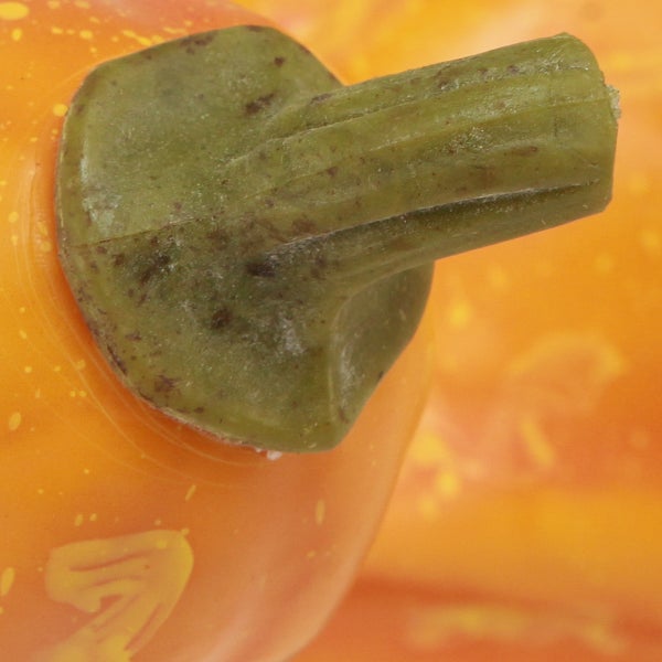 Nahaufnahme eines Kürbisstiels