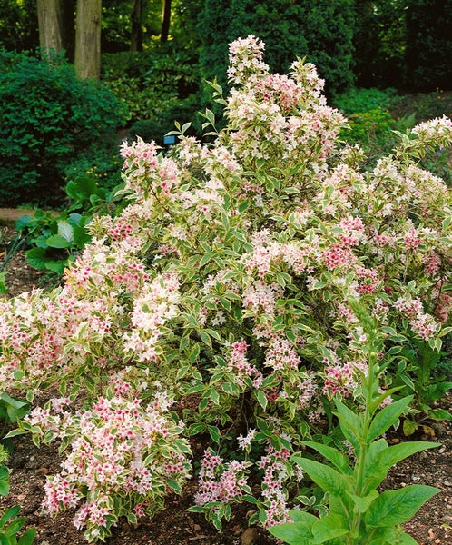 Weigela florida 'Nana Variegata', Weigelie, buntlaubig, 60–80 cm