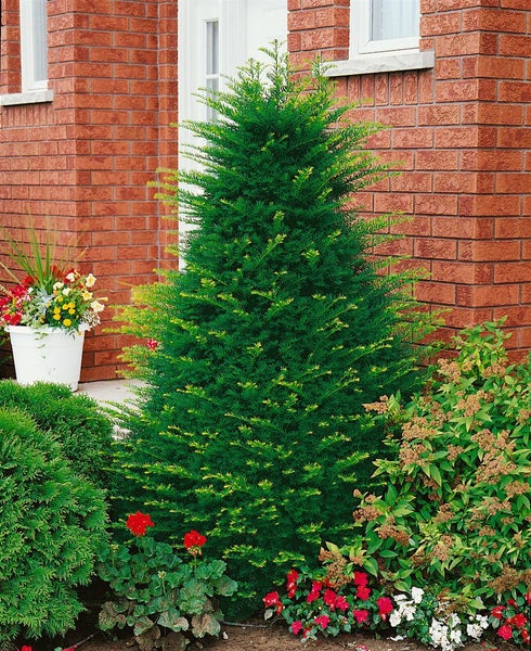 Taxus cuspidata, Japanische Eibe, 125–150 cm