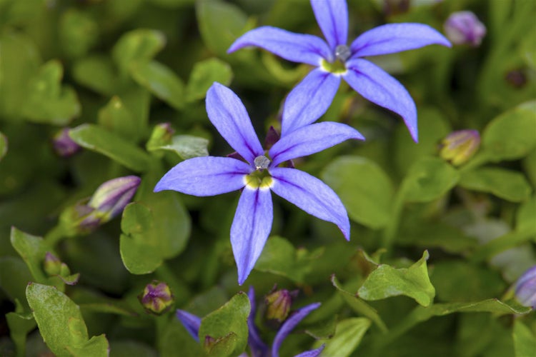 Pratia pedunculata 'County Park', blau, ca. 9x9 cm Topf