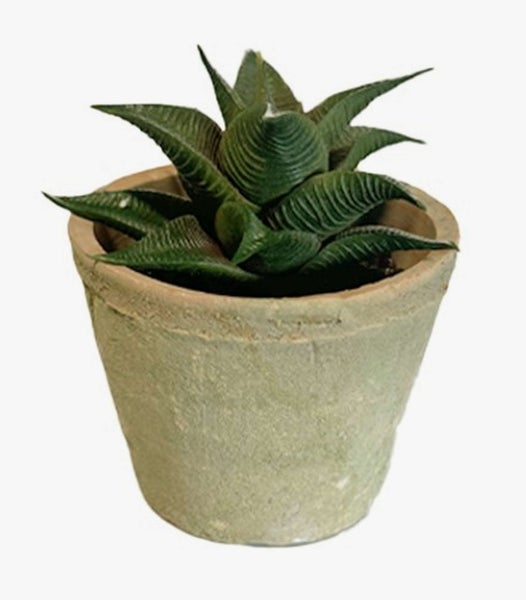 Sukkulente Haworthia limifolia mit gerippten Blättern in einem Tontopf.