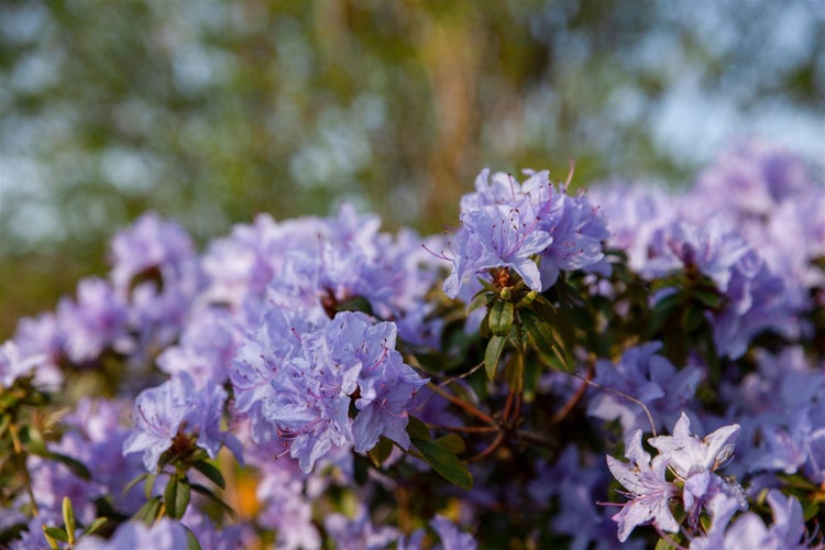 Rhododendron impeditum, Zwerg-Rhododendron, lila, 25–30 cm