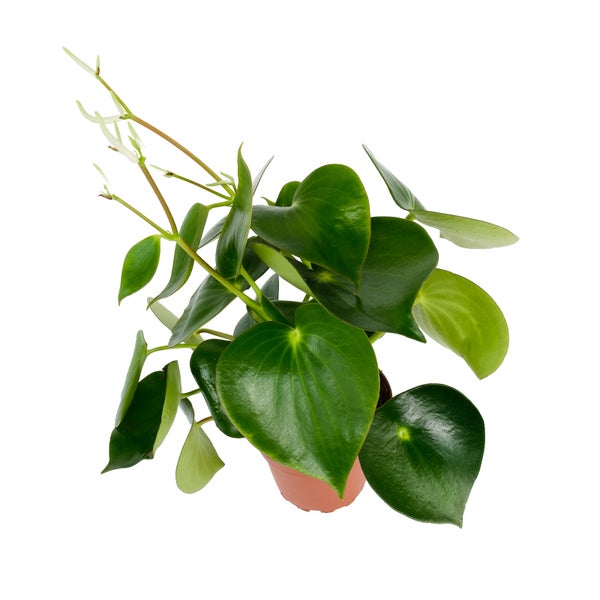 Peperomia Zwergpfeffer Raindrop im 12cm Topf