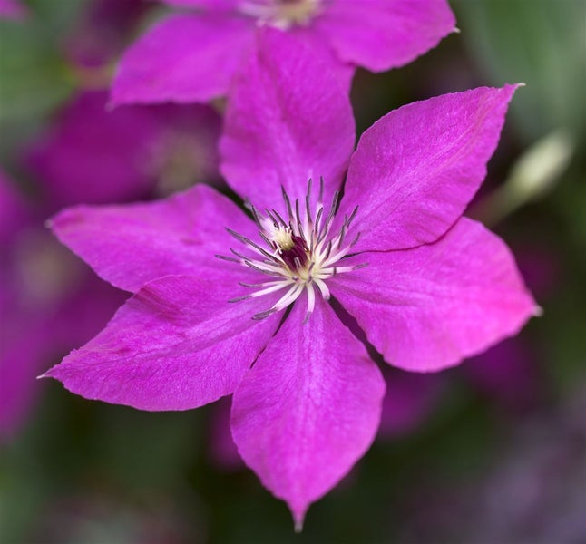 Clematis viticella, Italienische Waldrebe, 40–60 cm