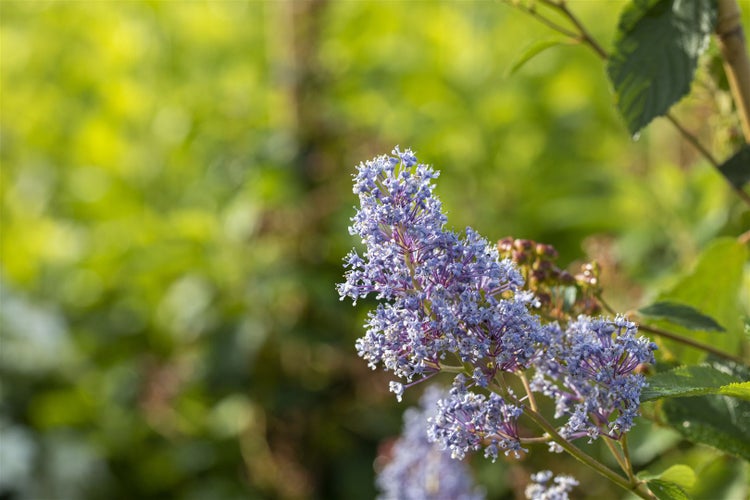 Ceanothus delilianus 'Gloire d.Versailles', Säckelblume, blau, 40–60 cm
