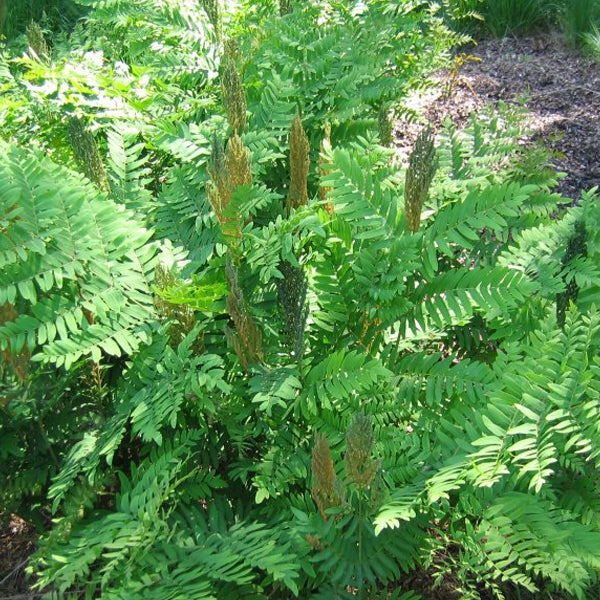 Nahaufnahme einer Indigo Buschpflanze im Garten.