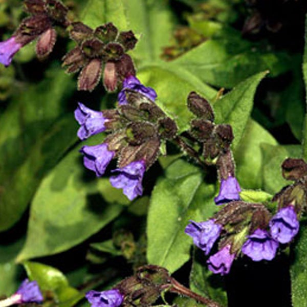 Blütenstand mit lila Blüten und grünen Blättern