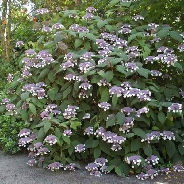 Hortensienbusch mit lila-weißen Blüten und grünen Blättern