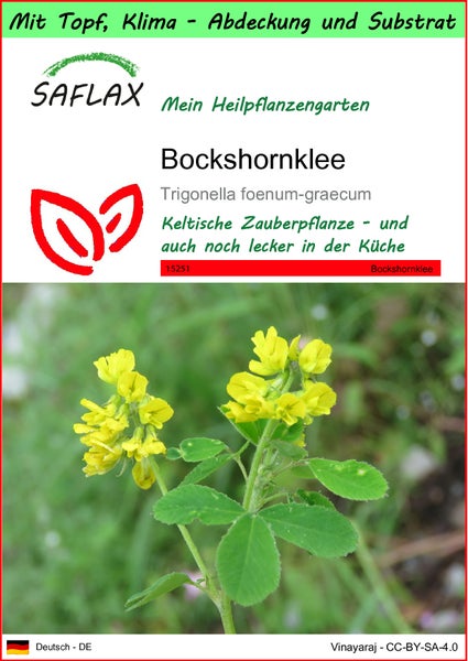 SAFLAX Garden to go - Bockshornklee - Trigonella foenum-graecum - 100 Samen - Mit Topf, Klima - Deckel und Anzuchtsubstrat