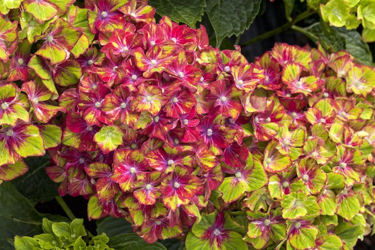 Nahaufnahme einer Hortensienblüte