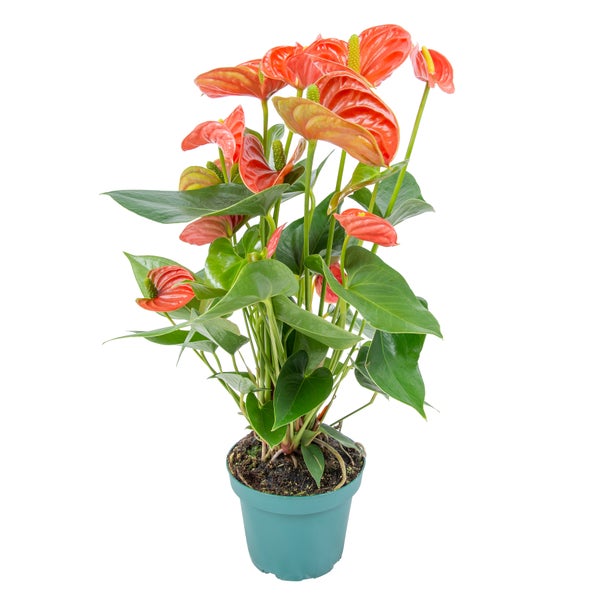 Anthurium 'Aristo' Orange - Flamingopflanze - Pflegeleicht - ⌀12 cm - ↕30-40 cm