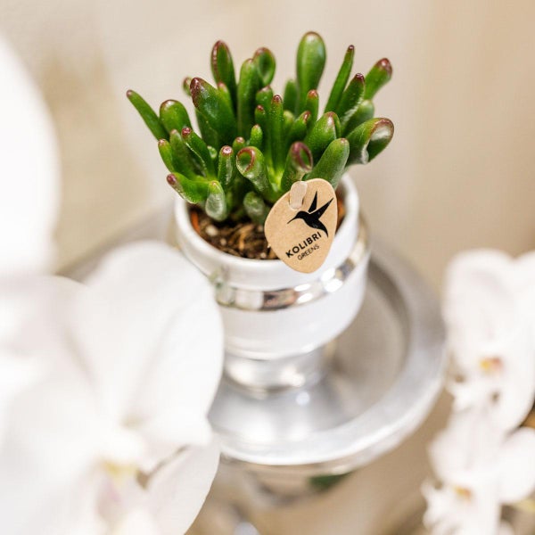 Kolibri Greens | Rhipsalis 2er Set Pflanzen in silbernen Le Chic Ziertöpfen - Keramik Topfgröße 9cm