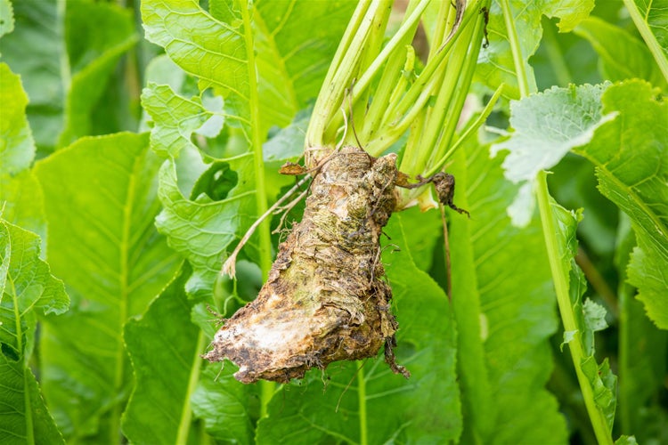 Zuckerrübe im Feld mit grünen Blättern