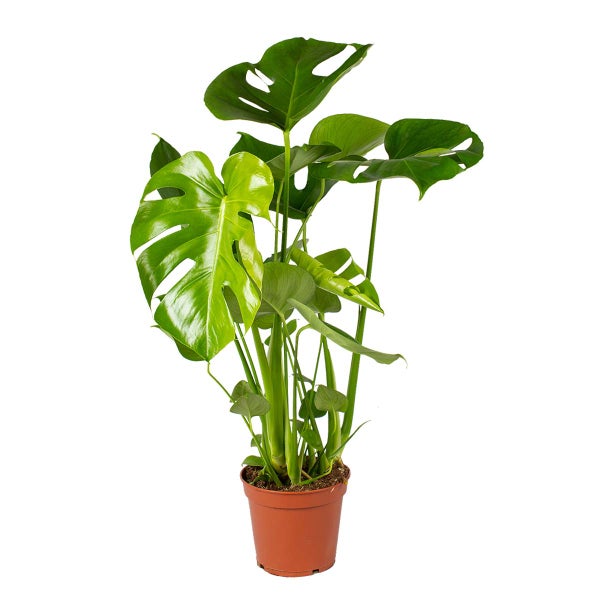 Monstera Deliciosa - Lochflanze - Zimmerpflanze - luftreinigend – ⌀17 cm - ↕50-60 cm