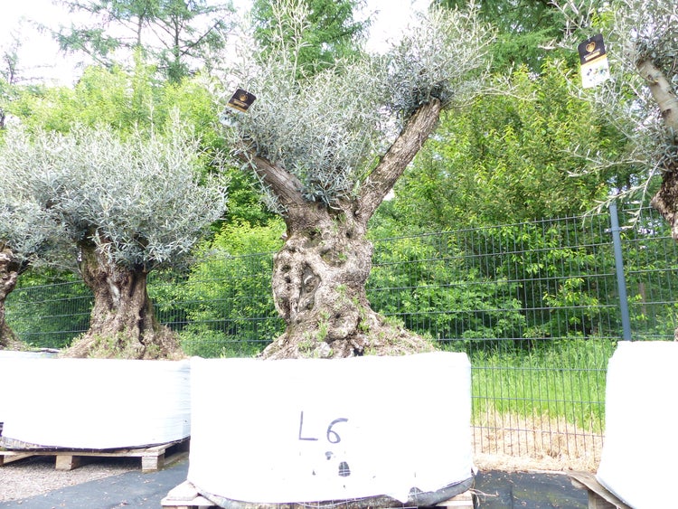 genau dieser Baum L6 Olivenbaum 240 cm, knorrige alte urige Olive winterhart