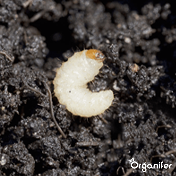 Soil Insects Bodeninsekten-Konzentrat - 10 L für 10.000 m2 - Organifer