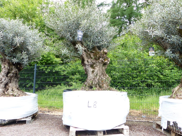 genau dieser Baum L8 Olivenbaum 265 cm, knorrige alte urige Olive winterhart