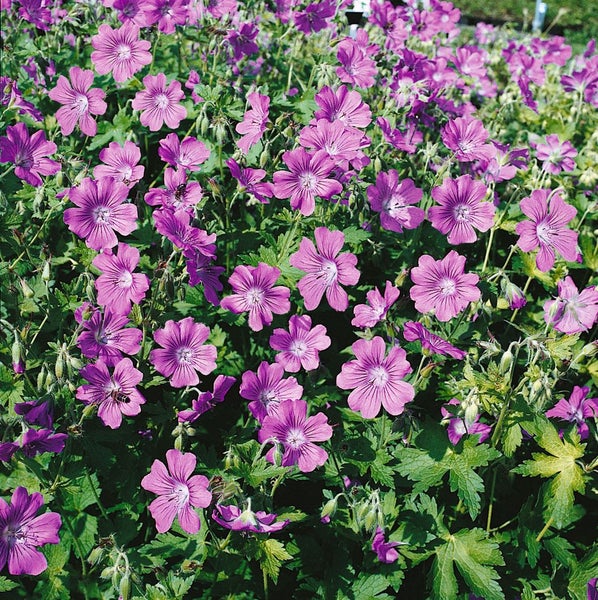 Geranium gracile 'Sirak', Storchschnabel, rosa, ca. 9x9 cm Topf