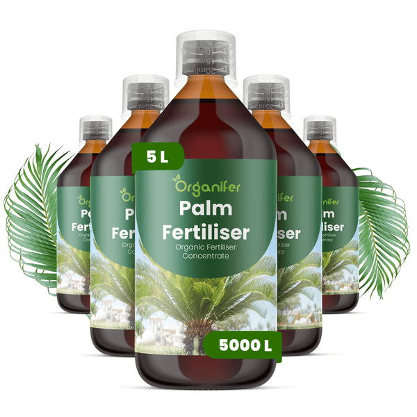 Organifer Palmendünger Konzentrat, Set aus fünf Flaschen mit insgesamt fünf Liter, Ergiebigkeit für fünftausend Liter, organischer Flüssigdünger.
