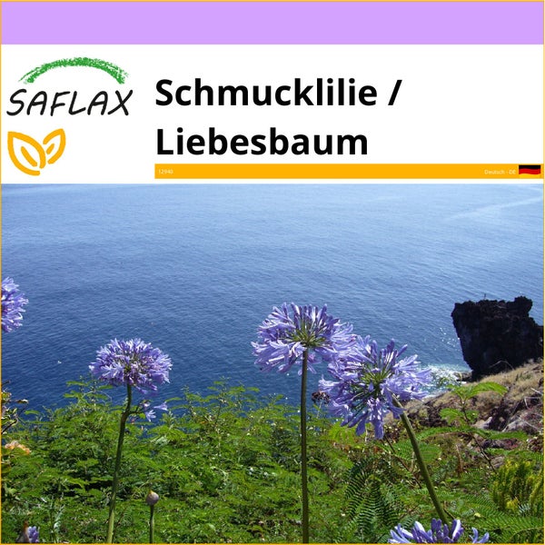 SAFLAX  - Schmucklilie / Liebesbaum - Agapanthus orientalis ssy. praecox (blue) - 50 Samen