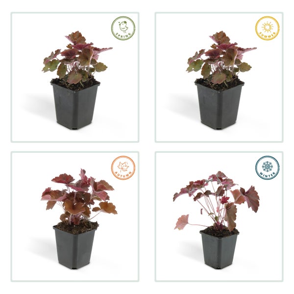 Bodendecker - Purpurglöckchen - Heuchera mic. 'Palace Purple' - 9cm Topf - Set mit 6 Pflanzen